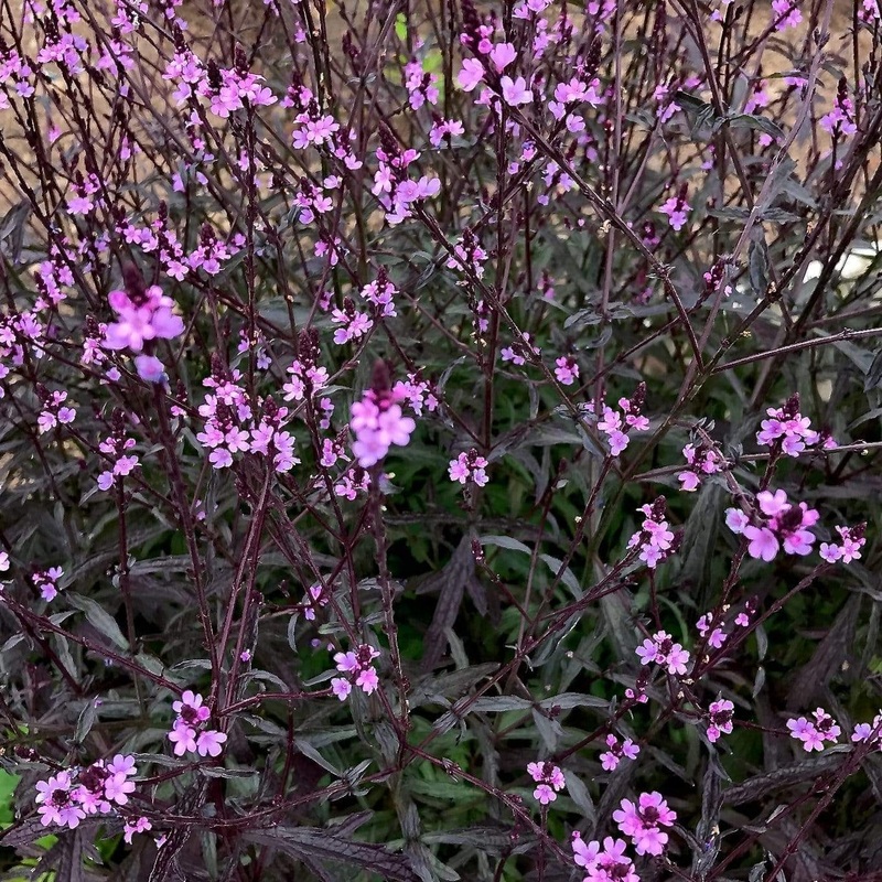 Verbena ‘Bampton’ Premium Plant in a 3L Pot