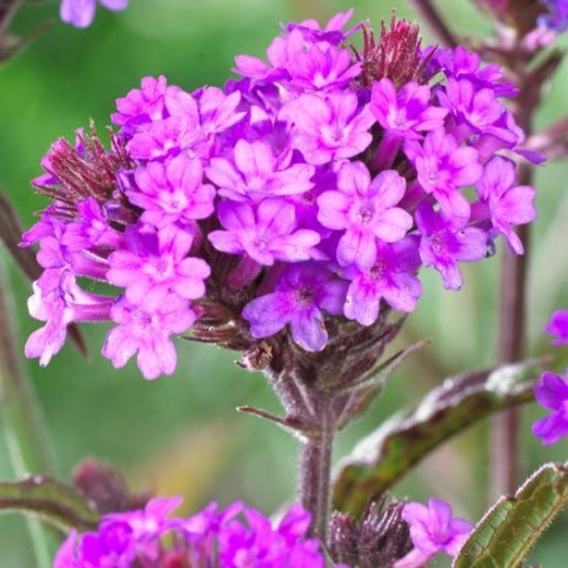 Verbena rigida Premium Plant in a 3L Pot