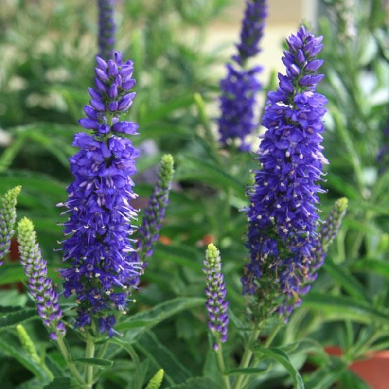 Veronica ‘Moody Blues Sky Blue’ Premium Plant in a 3L Pot