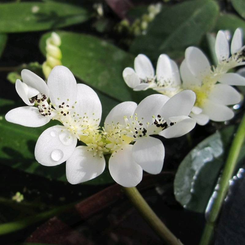 Water Hawthorn | Aponogeton distachyos Plant in a 1L Aquatic Pot
