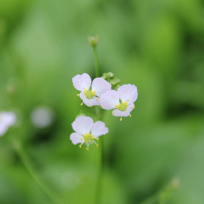 Water Plantain | Alisma plantago-aquaticum Plant in a 1L Aquatic Pot