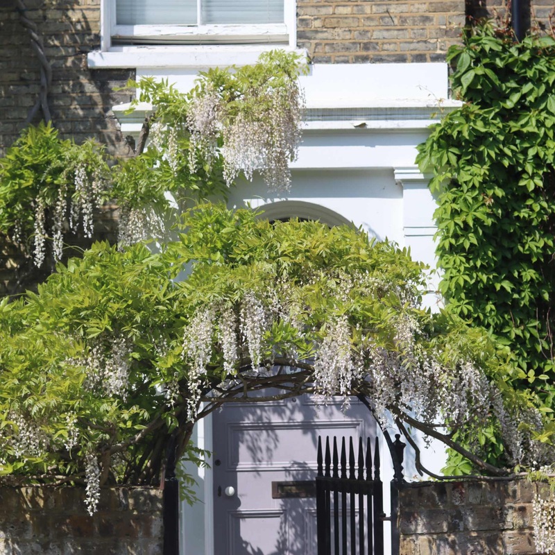 White Japanese Wisteria | Wisteria floribunda ‘Alba’ Grafted Plant in a 2L Pot