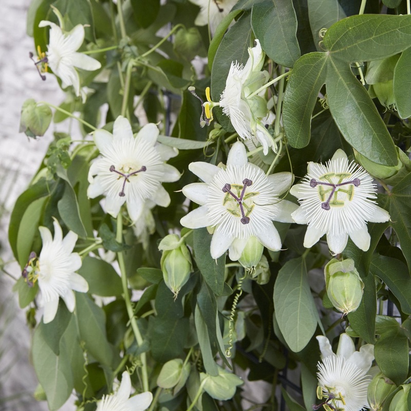 White Passion Flower | Passiflora ‘Snow Queen’ Plant on a 90cm Cane in a 2L Pot