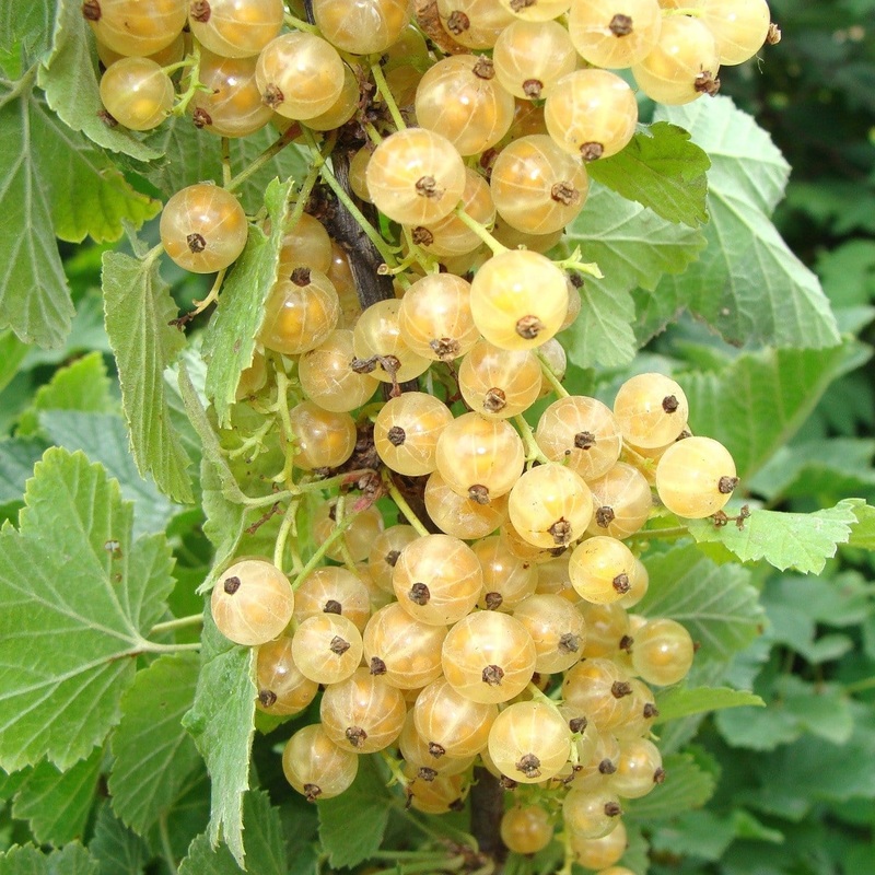 ‘White Versailles’ Whitecurrant Plant Plant in a 3L Pot