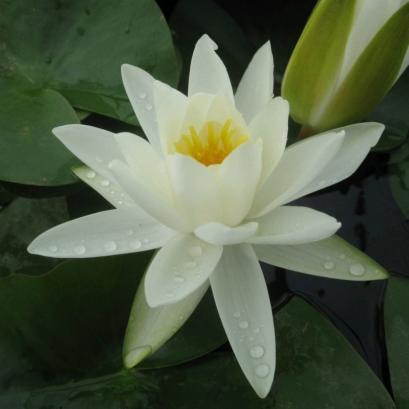 White Water Lily | Nymphaea ‘Alba’ Plant in a 1L Aquatic Pot