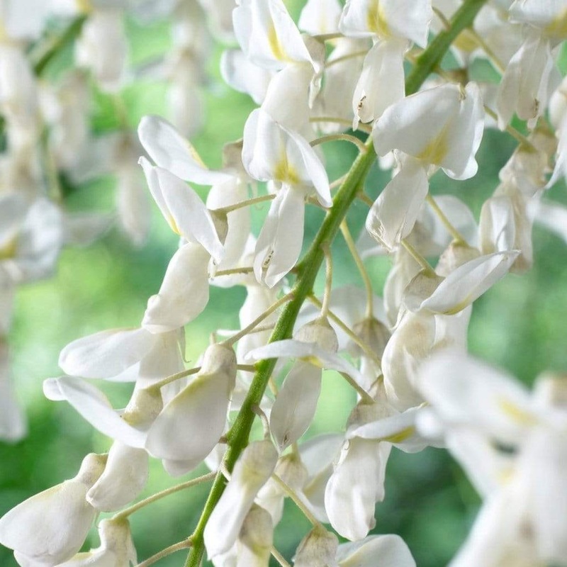 White Wisteria | Wisteria sinensis ‘Alba’ Grafted Plant in a 2L Pot