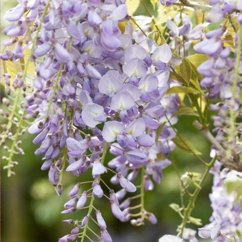 Wisteria ‘Lavender Lace’ Grafted Plant in a 2L Pot