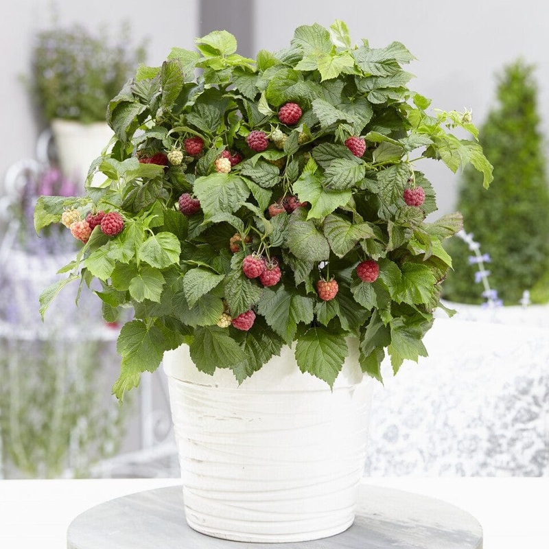 ‘Yummy’ Patio Raspberry Plant Plant in a 5L Pot