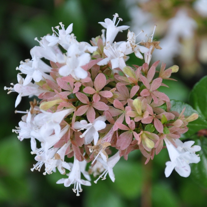 Abelia grandiflora Plant in a 3L Pot