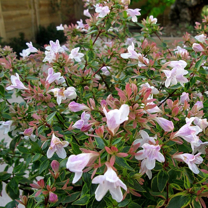 Abelia ‘Sunshine ‘Daydream’ Plant in a 3L Pot