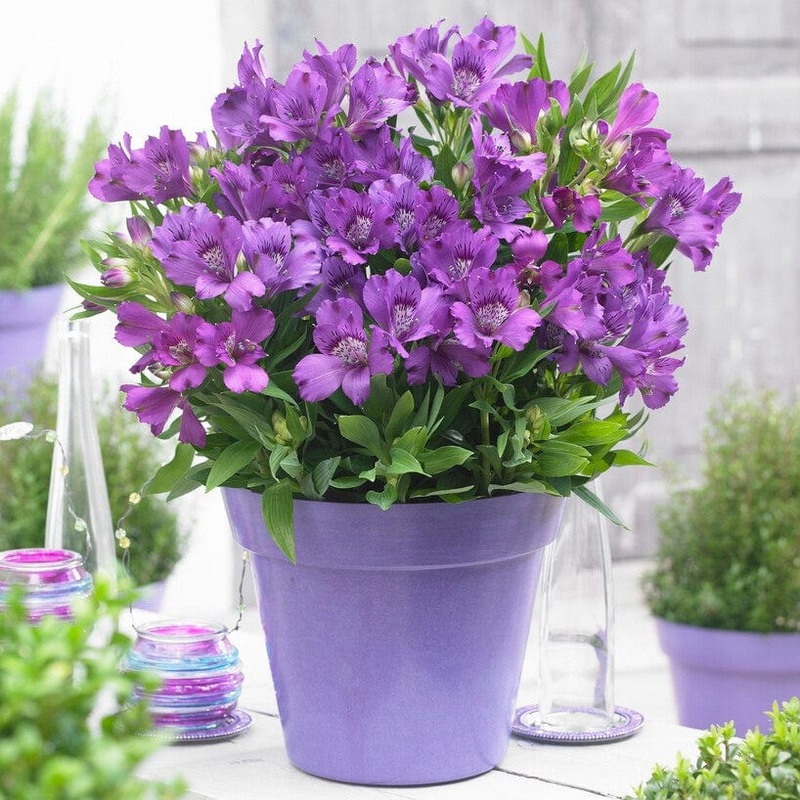 Alstroemeria ‘Inticancha Indigo’ Premium Plant in a 3L Pot
