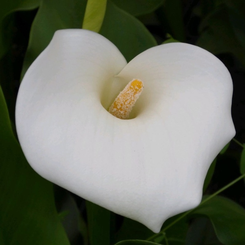Arum Lily ‘Crowborough’ Plant in a 1L Aquatic Pot