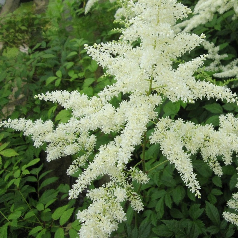 Astilbe White Plant in a 1L Aquatic Pot