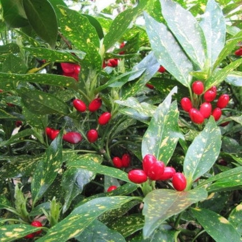 Aucuba japonica ‘Crotonifolia’ Plant in a 3L Pot