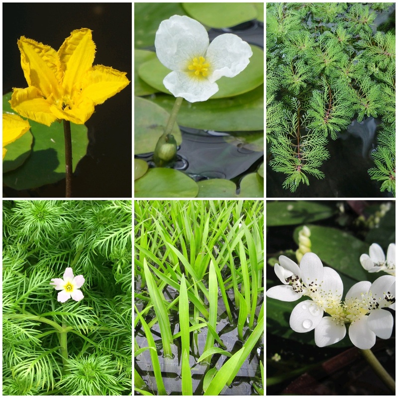 Best Small Pond Plants Collection | Grower’s Choice 6 Plants in 1L Aquatic Pots