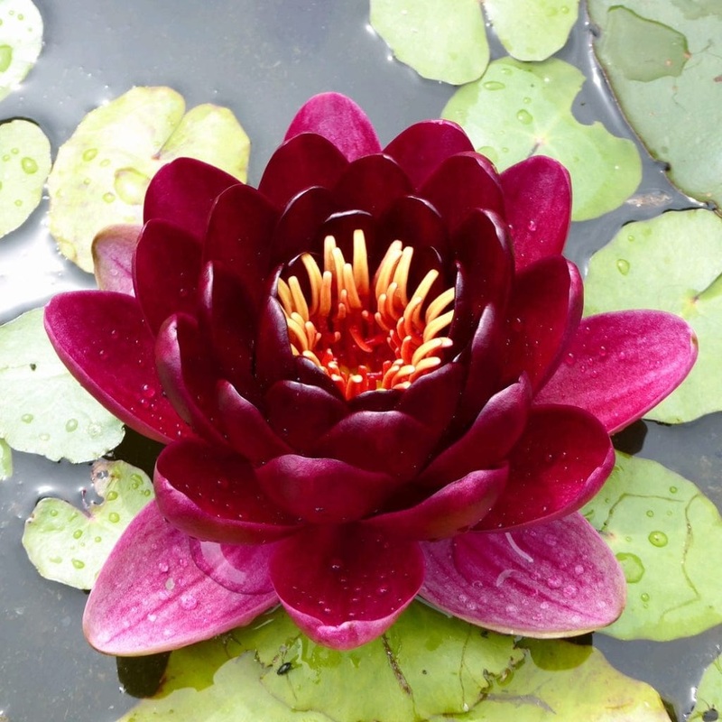 ‘Black Princess’ Water Lily Plant in a 3L Aquatic Pot