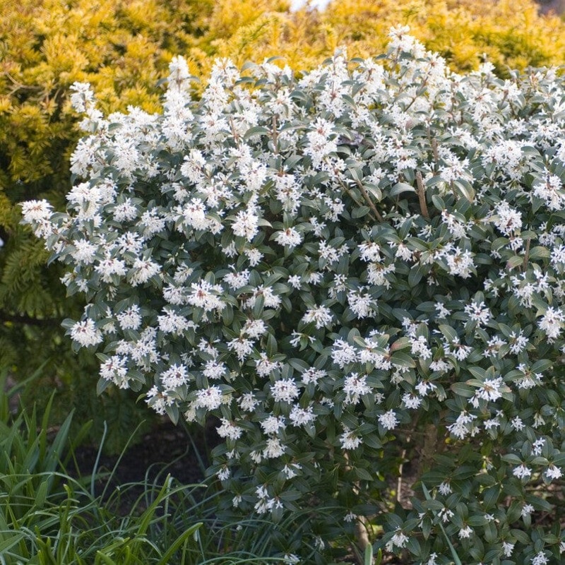 Burkwood Osmanthus | Osmanthus burkwoodii Plant in a 9cm Pot