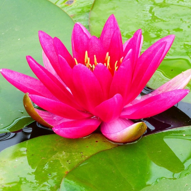 Carmine Red Water Lily | Nymphaea ‘James Brydon’ Plant in a 3L Aquatic Pot