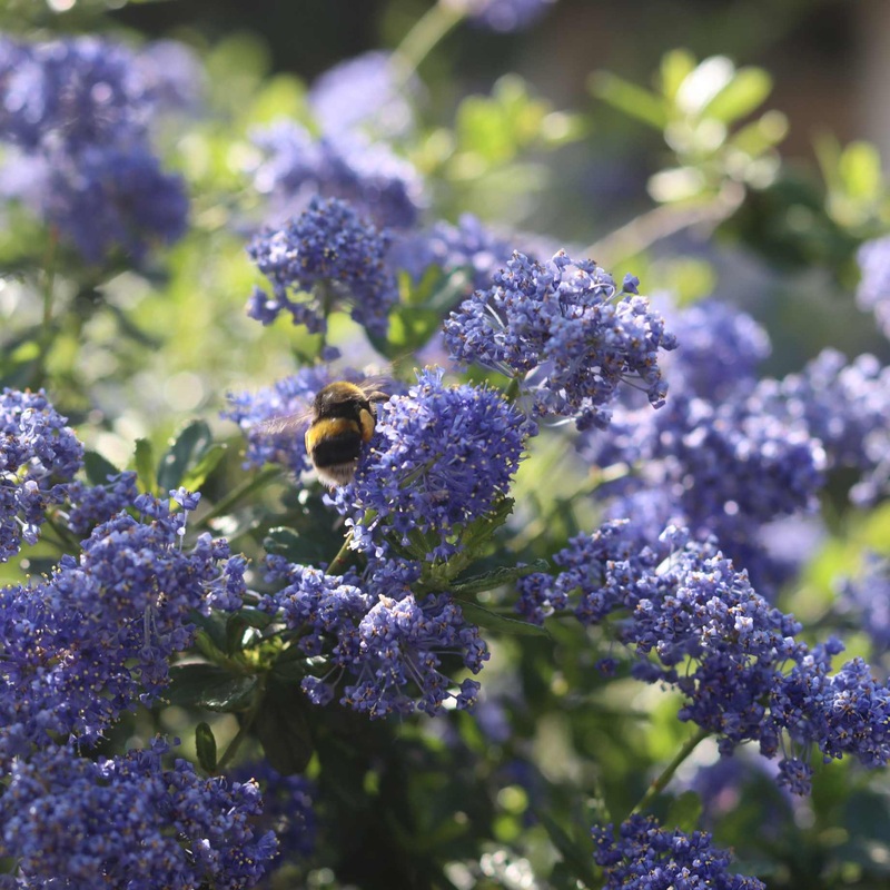 Ceanothus ‘Southmead’ Plant in a 3L Pot