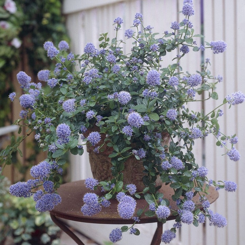 Ceanothus thrysiflorus ‘Repens’ Plant in a 3L Pot