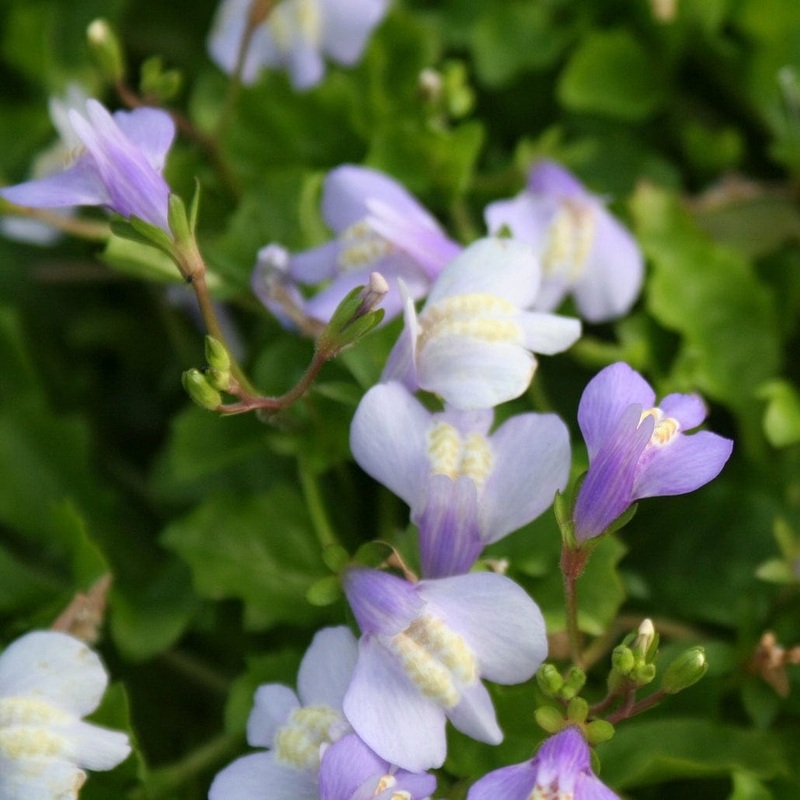 Chinese Marshflower | Mazus reptans Plant in a 1L Aquatic Pot