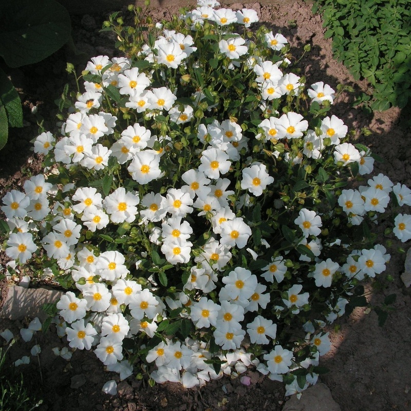 Cistus corbariensis Plant in a 2L Pot