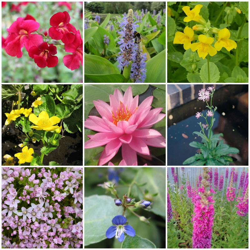 Colourful Pond Plants Collection | Grower’s Choice 3 Plants in 1L Aquatic Pots