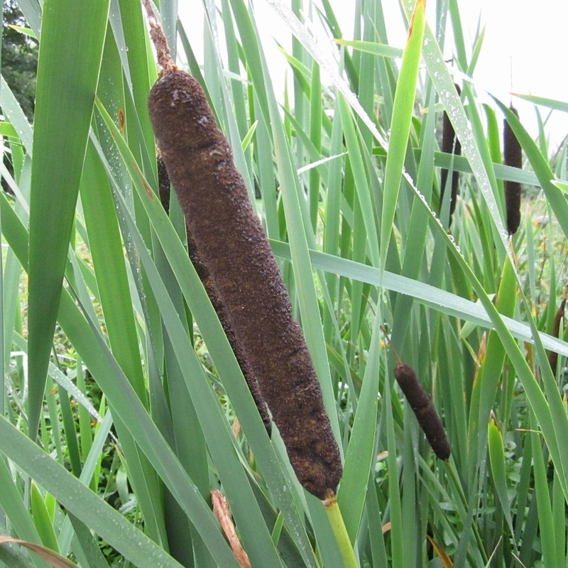 Common Bulrush | Typha latifolia Plant in a 1L Aquatic Pot