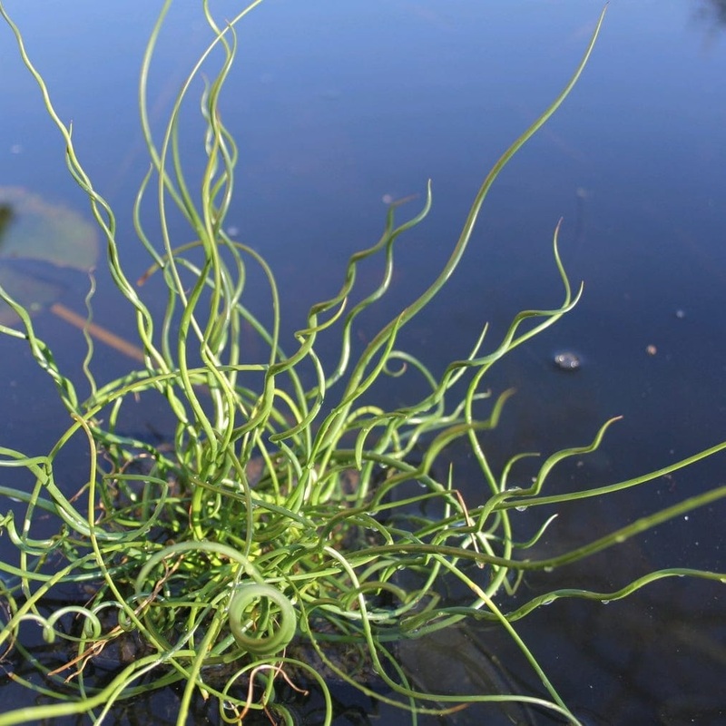 Corkscrew Rush | Juncus effusus spiralis Plant in a 1L Aquatic Pot