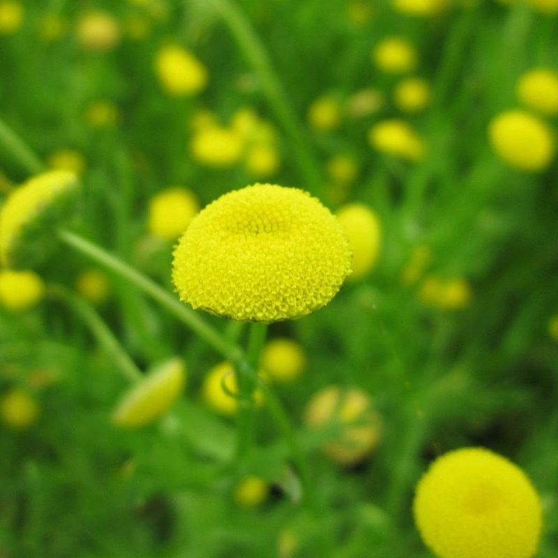 Cotula coronopifolia | Brass Buttons Plant in a 1L Aquatic Pot