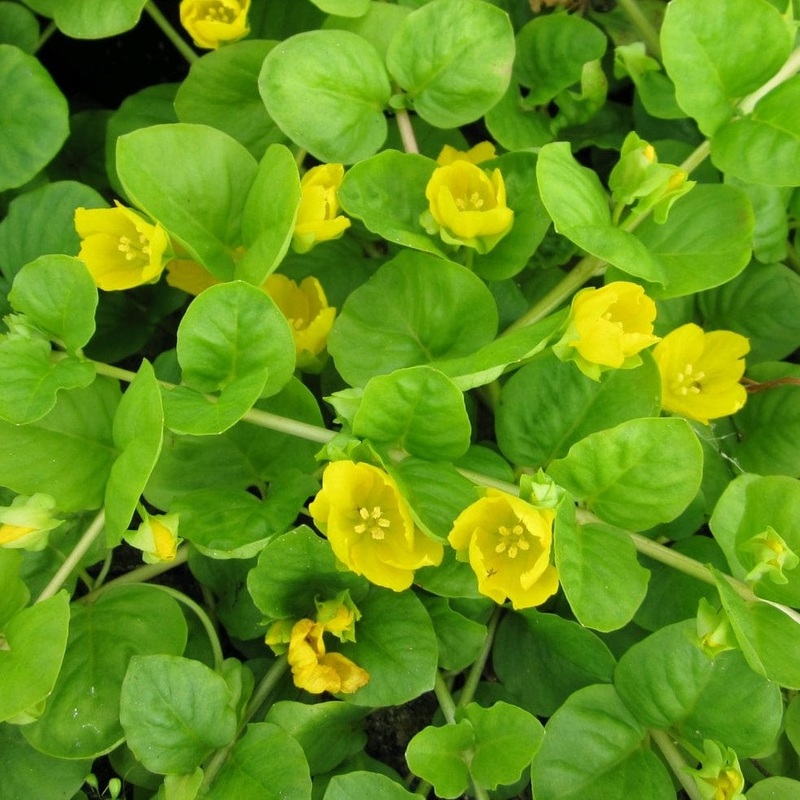 Creeping Jenny | Lysimachia nummularia Plant in a 1L Aquatic Pot