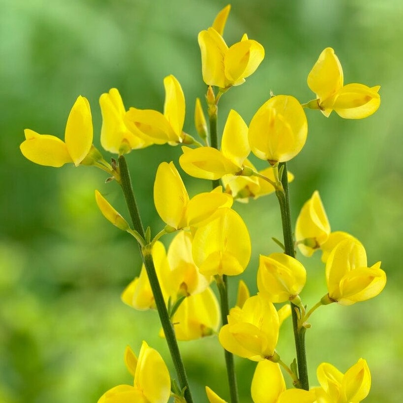 Cytisus ‘Allgold’ Plant in a 2L Pot