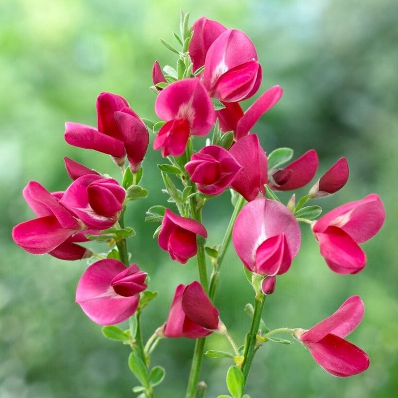 Cytisus ‘Boskoop Ruby’ Plant in a 2L Pot
