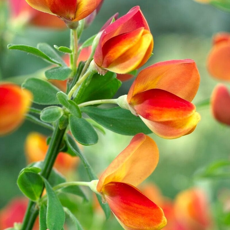Cytisus ‘Lena’ Plant in a 3L Pot