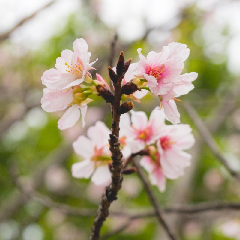 Dwarf Fuji Cherry Blossom Tree | Prunus incisa ‘Kojo-no-mai’ Plant in a 9cm Pot