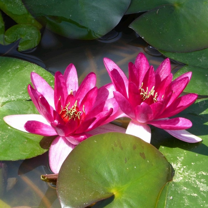 Dwarf Water Lily | Nymphaea ‘Xiafei’ Plant in a 1L Aquatic Pot