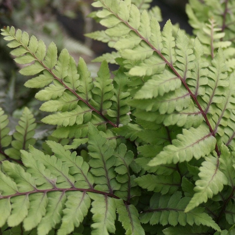 Eared Lady Fern | Athyrium otophorum okanum 3 Plants in 9cm Pots