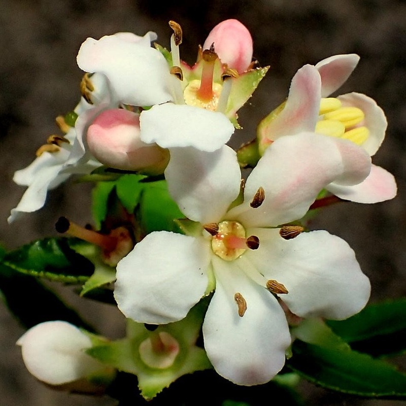 Escallonia ‘Apple Blossom’ Plant in a 3L Pot