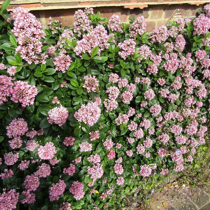 Escallonia ‘Pink Elle’ Plant in a 3L Pot