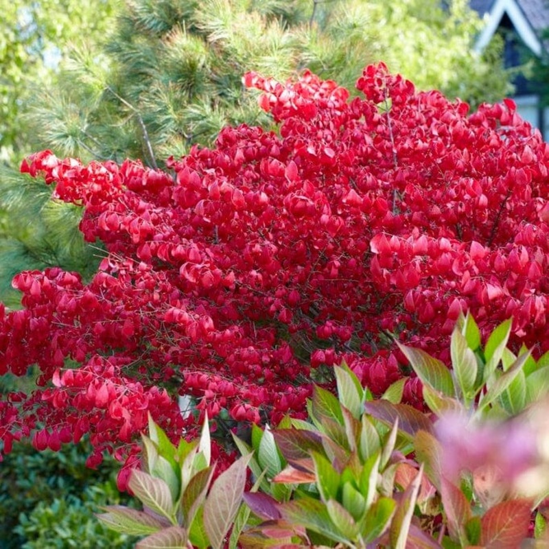Euonymus alatus ‘Blade Runner’ Plant in a 3L Pot