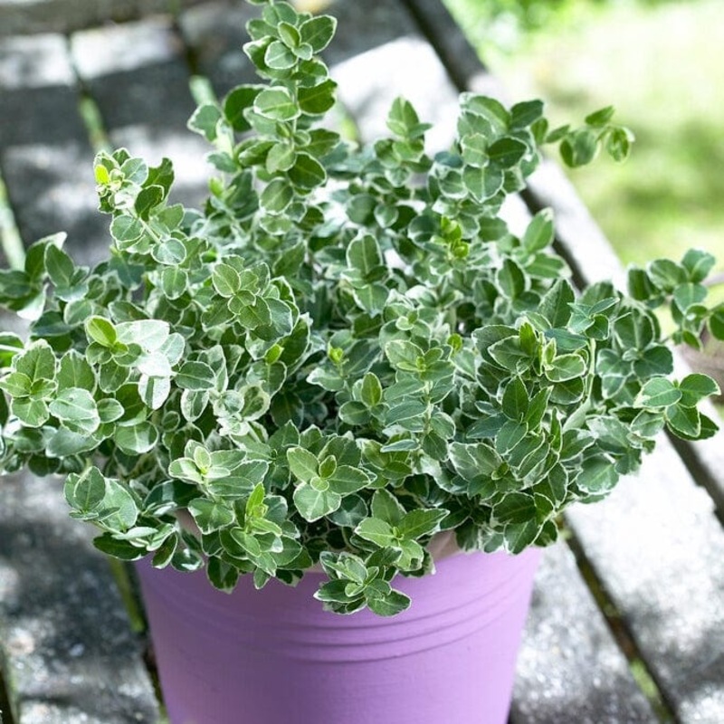Euonymus ‘Emerald Gaiety’ Plant in a 3L Pot