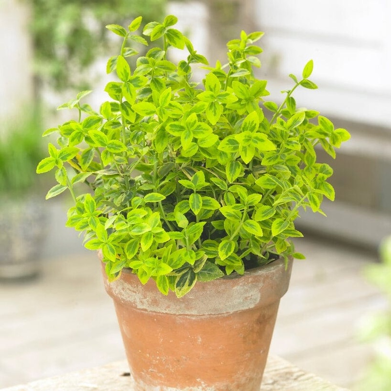 Euonymus ‘Emerald ‘n’ Gold’ Plant in a 2L Pot
