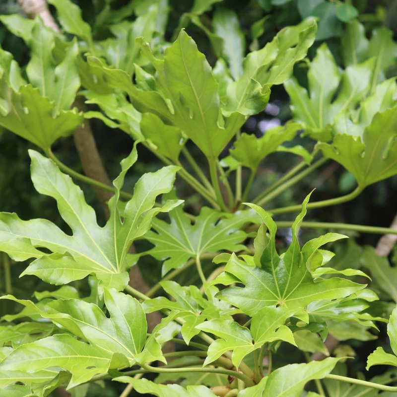 Fatsia japonica Plant in a 3L Pot