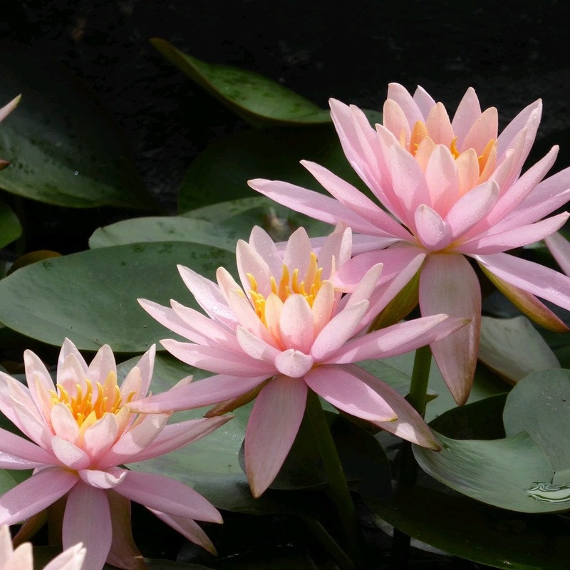 Flamingo Pink Water Lily | Nymphaea ‘Colorado’ Plant in a 1L Aquatic Pot