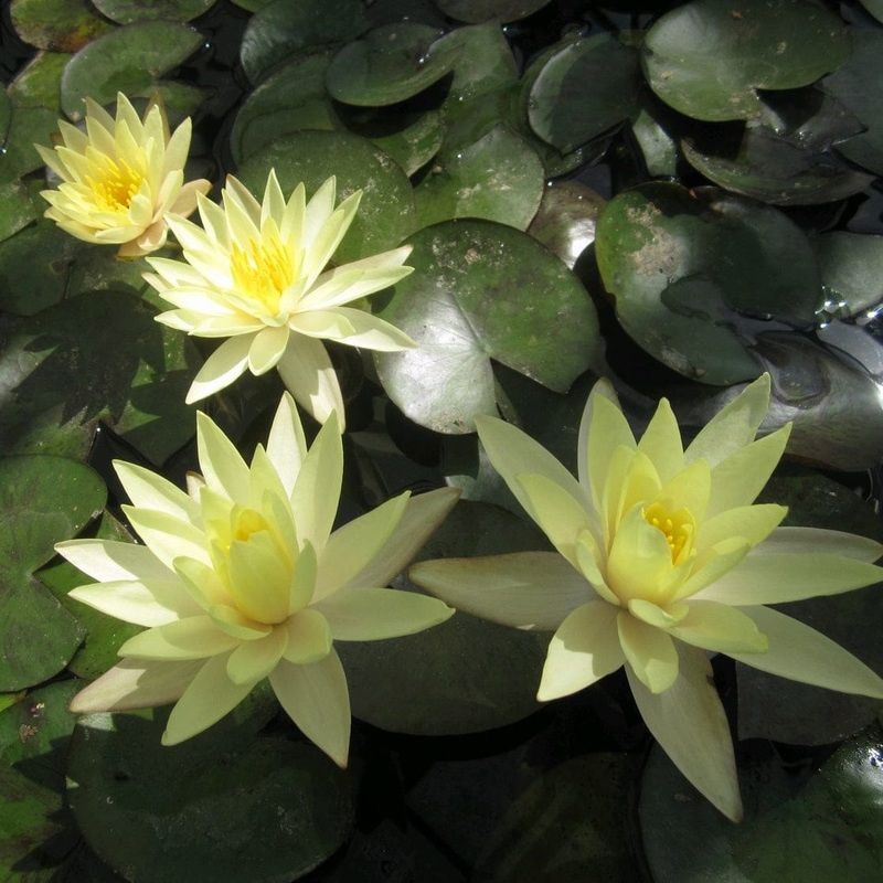 Fragrant Yellow Water Lily | Nymphaea ‘Odorata Sulphurea’ Plant in a 1L Aquatic Pot