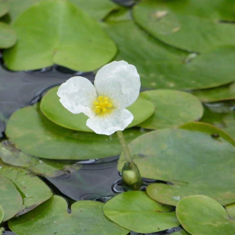 Frogbit Plants 5 Bunches of Oxygenating Plants