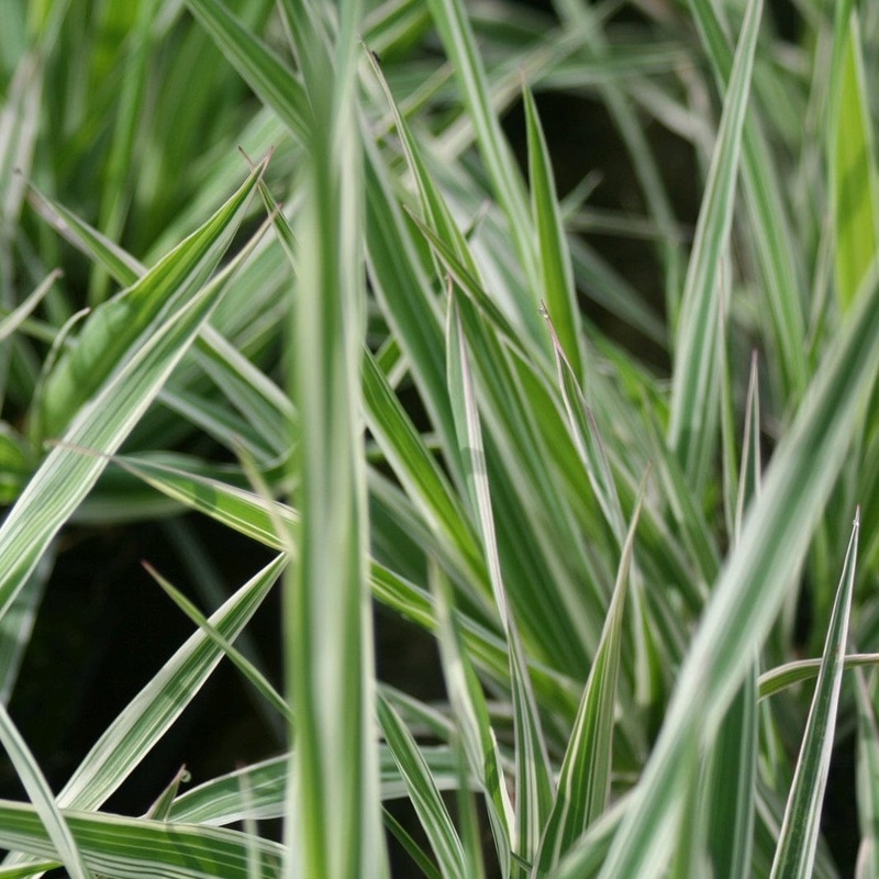 Gardener’s Garters | Ribbon Grass Plant in a 1L Aquatic Pot