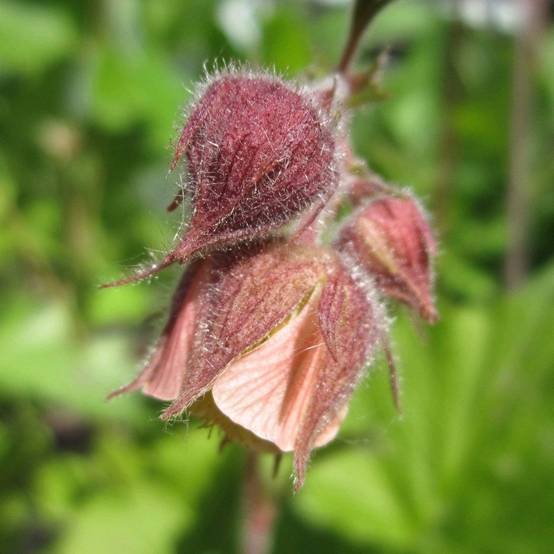 Geum rivale | Water Avens Plant in a 1L Aquatic Pot