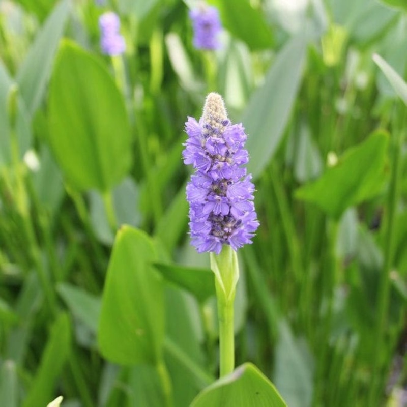 Giant Pickerel Weed Plant in a 1L Aquatic Pot
