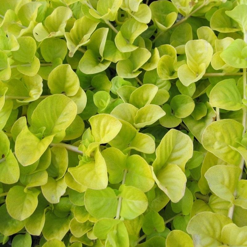 Golden Creeping Jenny | Lysimachia nummularia ‘Aurea’ Plant in a 1L Aquatic Pot